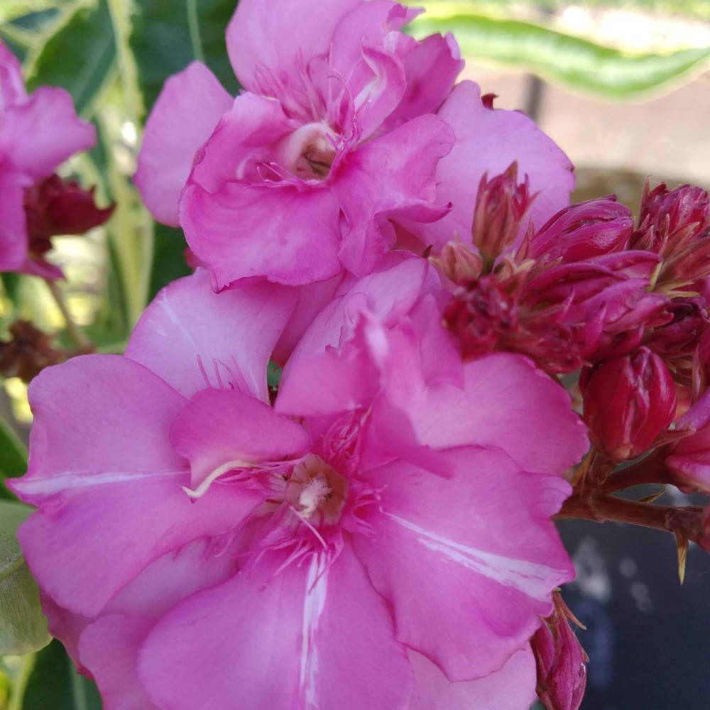 Олеандр 12 (пёстролистный)
Олеандр 12 (пёстролистный)