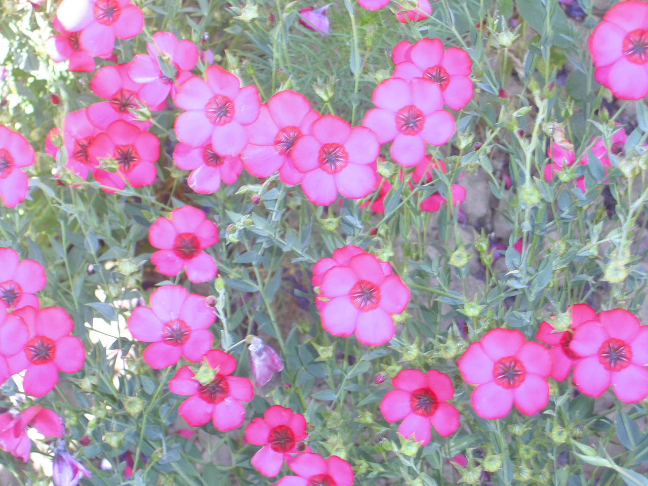 Семена цветов Лен красный, Малиновый 
Семена цветов Лен красный, Малиновый