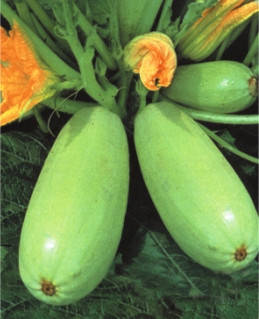 Семена кабачков Белый Одесский
Семена кабачков Белый Одесский