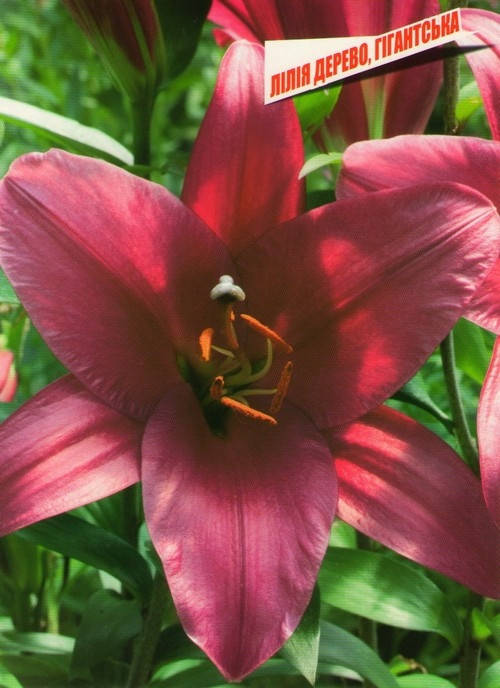 Лилия гигант Purple Prince (Пёпл Принс) 1 луковица 14/16
Лилия гигант Purple Prince (Пёпл Принс) 1 луковица 14/16