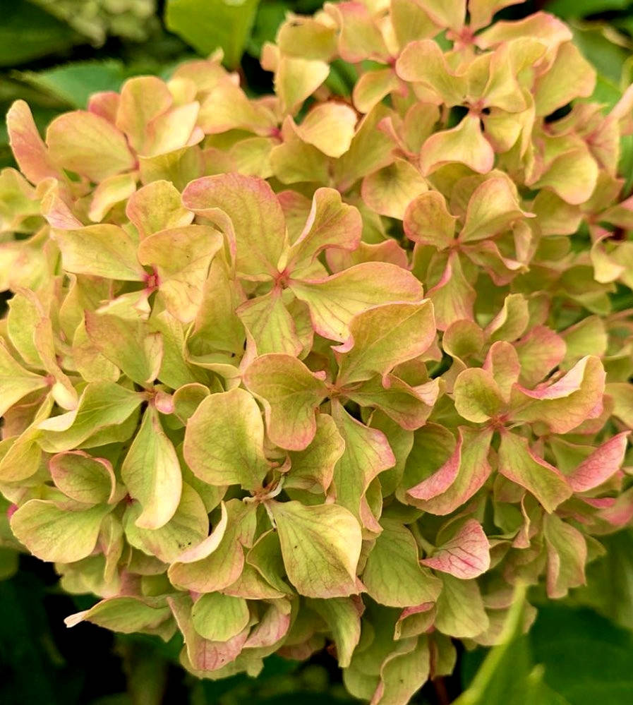 Гортензия метельчатая Перл Де Фестиваль \ Hydrangea Perle de Festival ( саженцы 3 года) Новинка
Гортензия метельчатая Перл Де Фестиваль \ Hydrangea Perle de Festival ( саженцы 3 года) Новинка