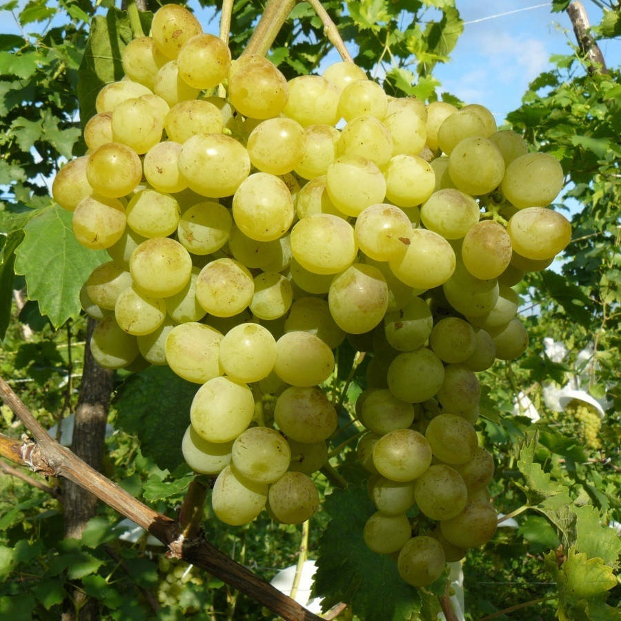 Виноград Кристал 
Виноград Кристал