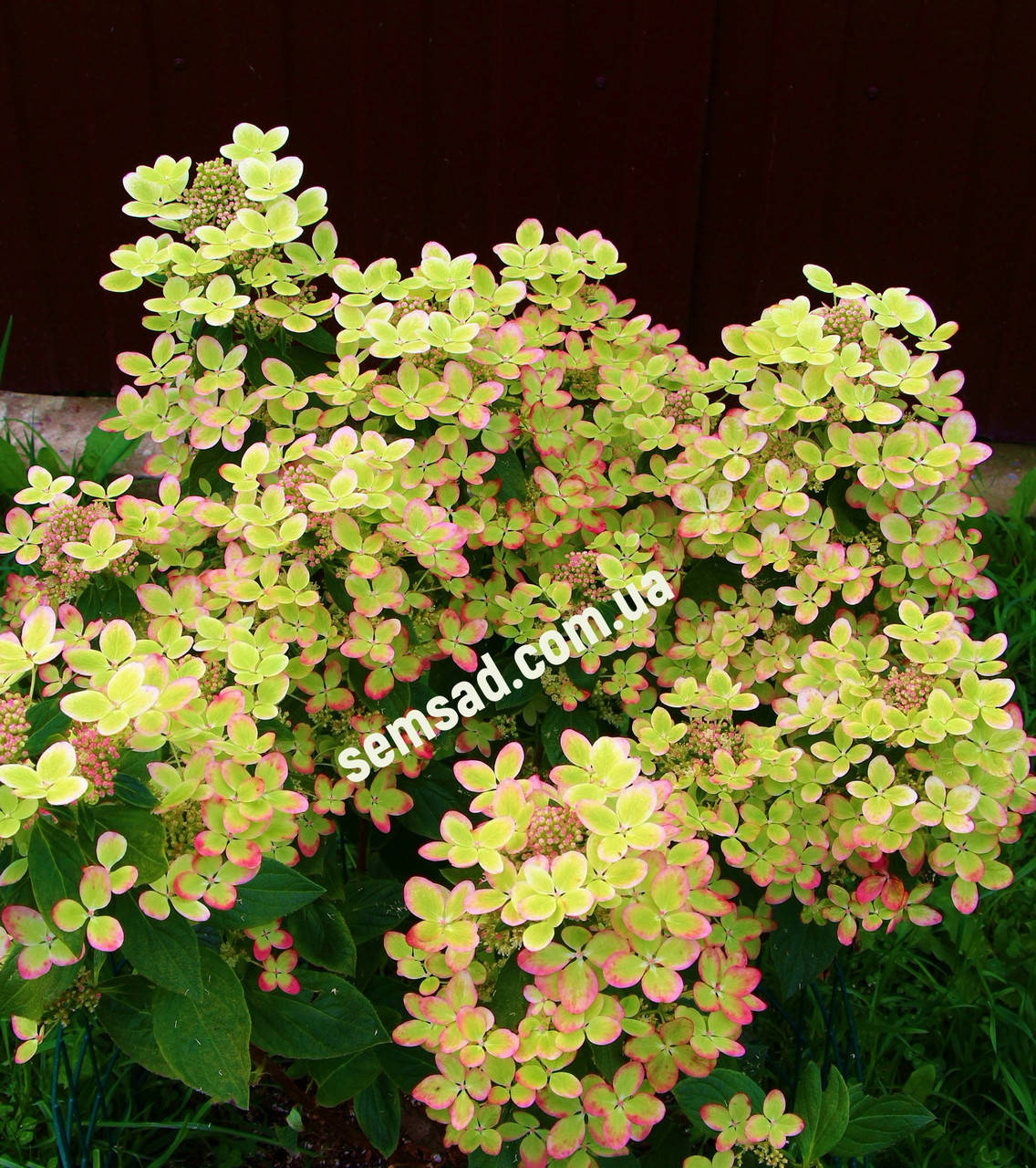 Гортензия метельчатая "Пастель Грин" \ hydrangea paniculata Pastel Green ( саженцы 4 года 5л )
Гортензия метельчатая "Пастель Грин" \ hydrangea paniculata Pastel Green ( саженцы 4 года 5л )