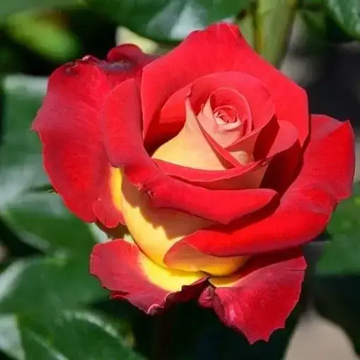 Роза чайно-гибридная "ФРЕНДШИП" ('Friendship')
Роза чайно-гибридная "ФРЕНДШИП" ('Friendship')