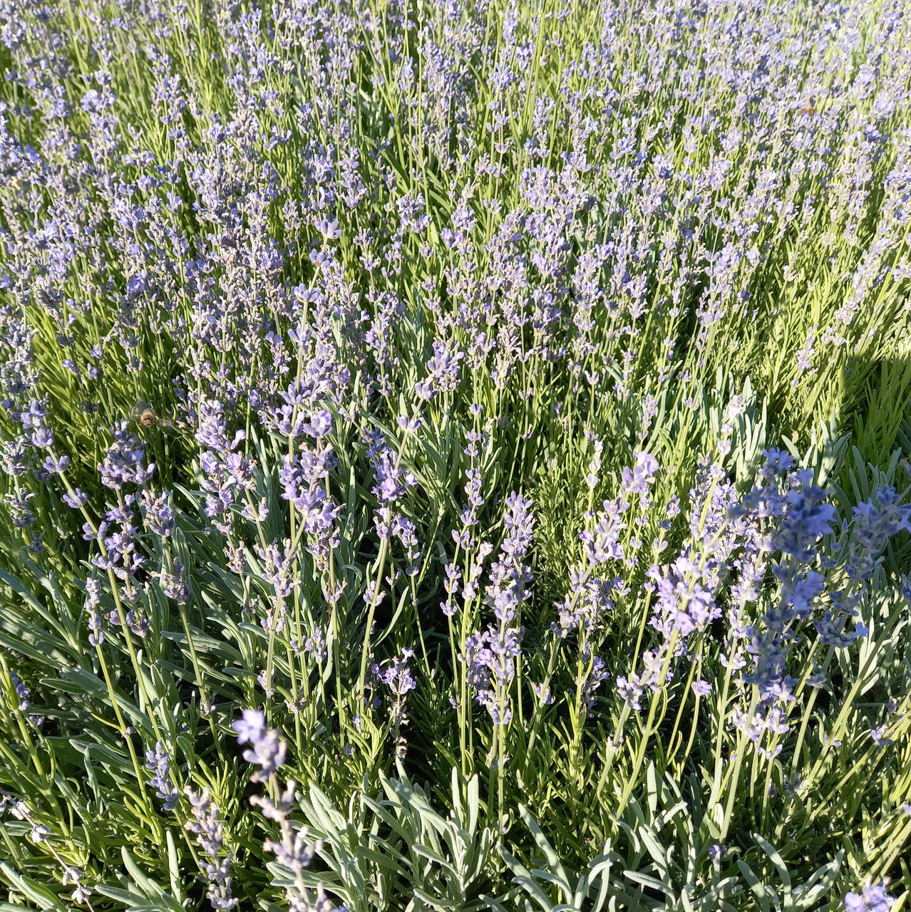 Саженец лаванди СИНЕВА
Саженец лаванди СИНЕВА