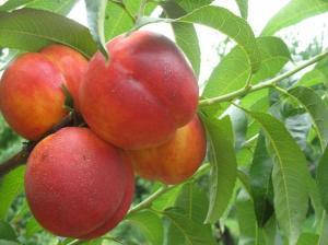 Нектарин Лола 
Нектарин Лола