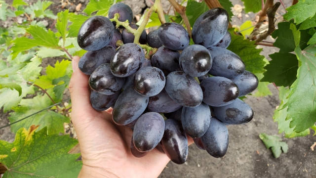 Саженцы винограда Богатырь
Саженцы винограда Богатырь