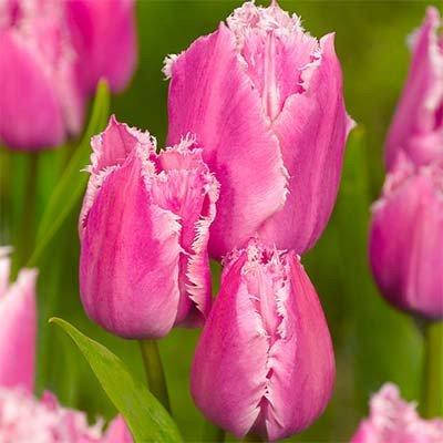 Тюльпан Fringed Family (луковицы) 3 шт 
Тюльпан Fringed Family (луковицы) 3 шт