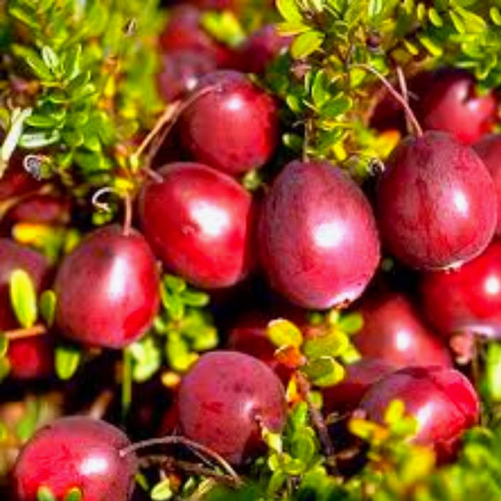 Саженцы клюквы Пилигрим двухлетний 
Саженцы клюквы Пилигрим двухлетний