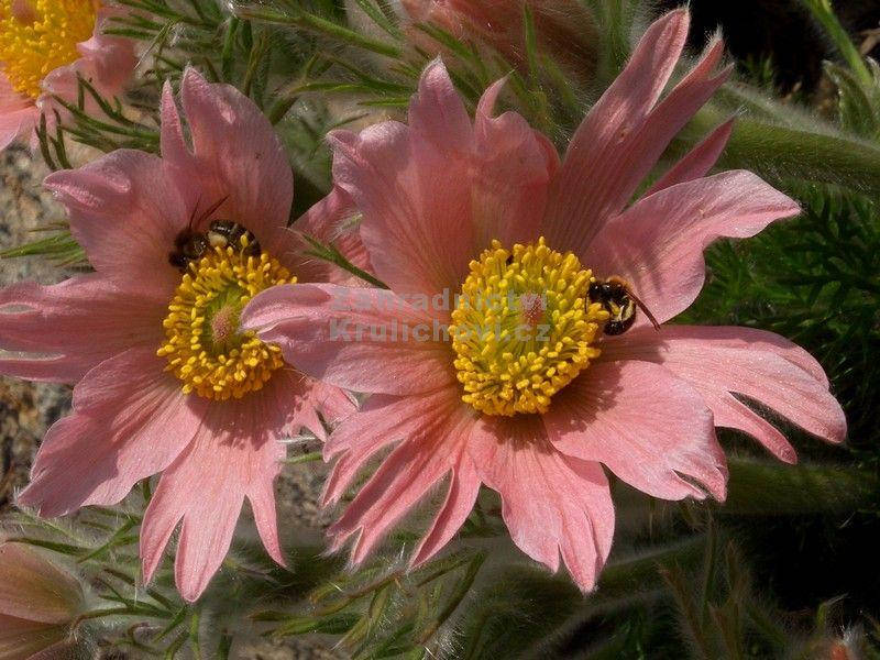 Прострел (Сон трава) Море Майн (More Mine)
Прострел (Сон трава) Море Майн (More Mine)