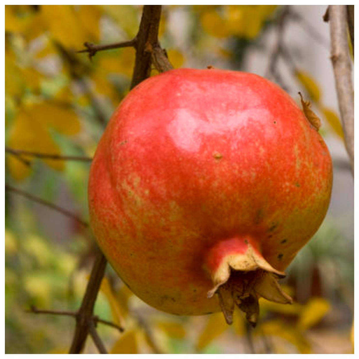 Гранат Азиатский 1 год
Гранат Азиатский 1 год