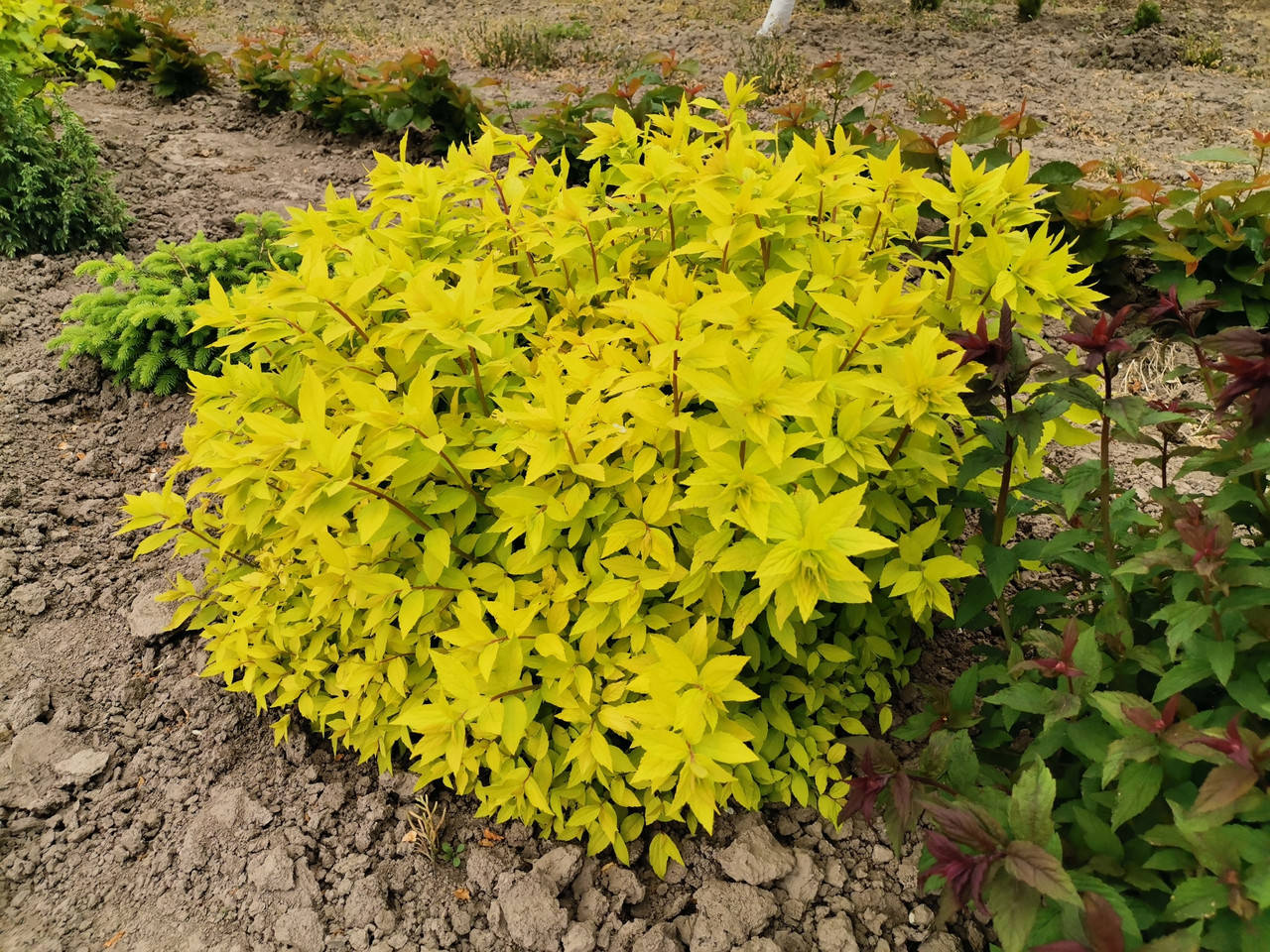 Саженец спиреи Голден Принцесс
Саженец спиреи Голден Принцесс