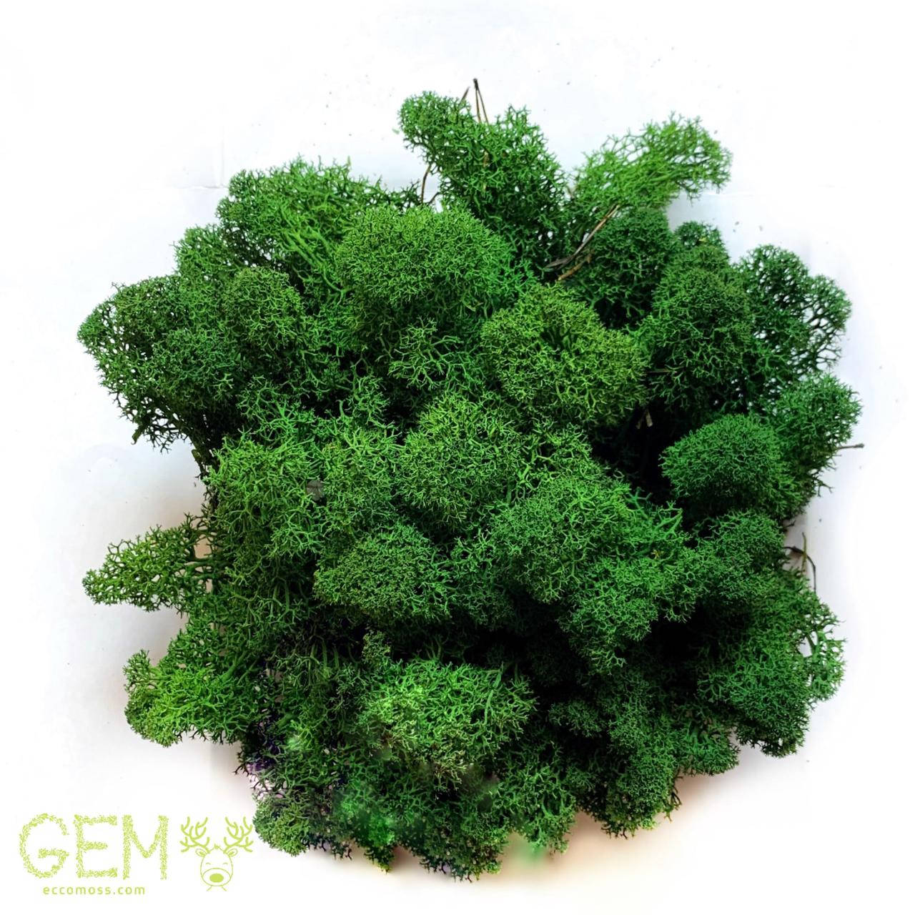 Очищений стабилизированный мох Green Ecco Moss cкандинавский мох ягель Forest Green 1 кг
Очищений стабилизированный мох Green Ecco Moss cкандинавский мох ягель Forest Green 1 кг