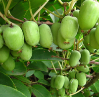 "Рима" - саженцы актинидии в контейнерах
"Рима" - саженцы актинидии в контейнерах