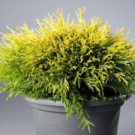 Кипарисовик горіхоплідний Filifera Aurea Nana 2 річний, Кипарисовик горохоплодный Филифера Ауреа Нана
Кипарисовик горіхоплідний Filifera Aurea Nana 2 річний, Кипарисовик горохоплодный Филифера Ауреа Нана