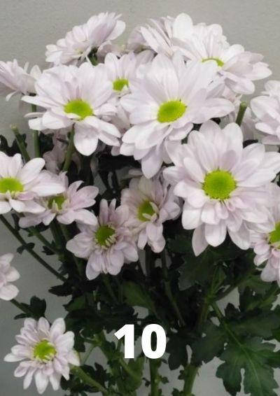 Хризантема веточная (черенок Бакарди белая №10
