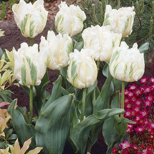 Тюльпан Madonna (луковицы) 3 шт 
Тюльпан Madonna (луковицы) 3 шт