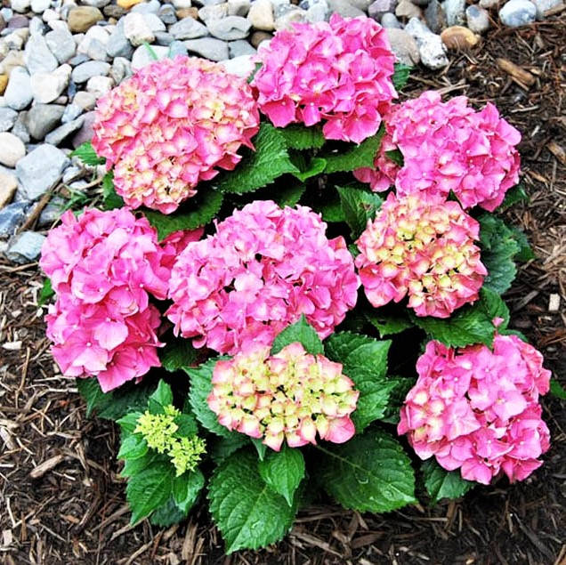 Саженцы Гортензии крупнолистной Форевер энд Эвер Пинк (Hydrangea macrophylla Forever & Ever Pink)
Саженцы Гортензии крупнолистной Форевер энд Эвер Пинк (Hydrangea macrophylla Forever & Ever Pink)