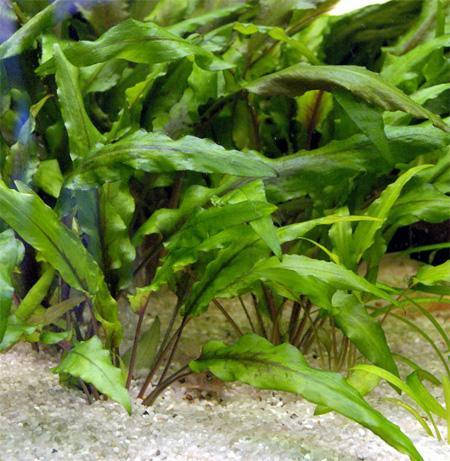 Криптокорина Вендта "Зеленая" (Cryptocoryne wendtii var."Green") Аквариумные растения . Акваріумні рослини
Криптокорина Вендта "Зеленая" (Cryptocoryne wendtii var."Green") Аквариумные растения . Акваріумні рослини
