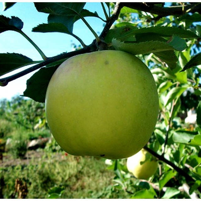 Яблоня Мутсу NK 54-118
Яблоня Мутсу NK 54-118