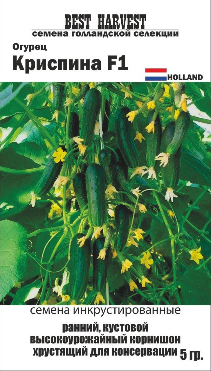 Семена огурца "Криспина F1" инкрустированные 5 г.
Семена огурца "Криспина F1" инкрустированные 5 г.