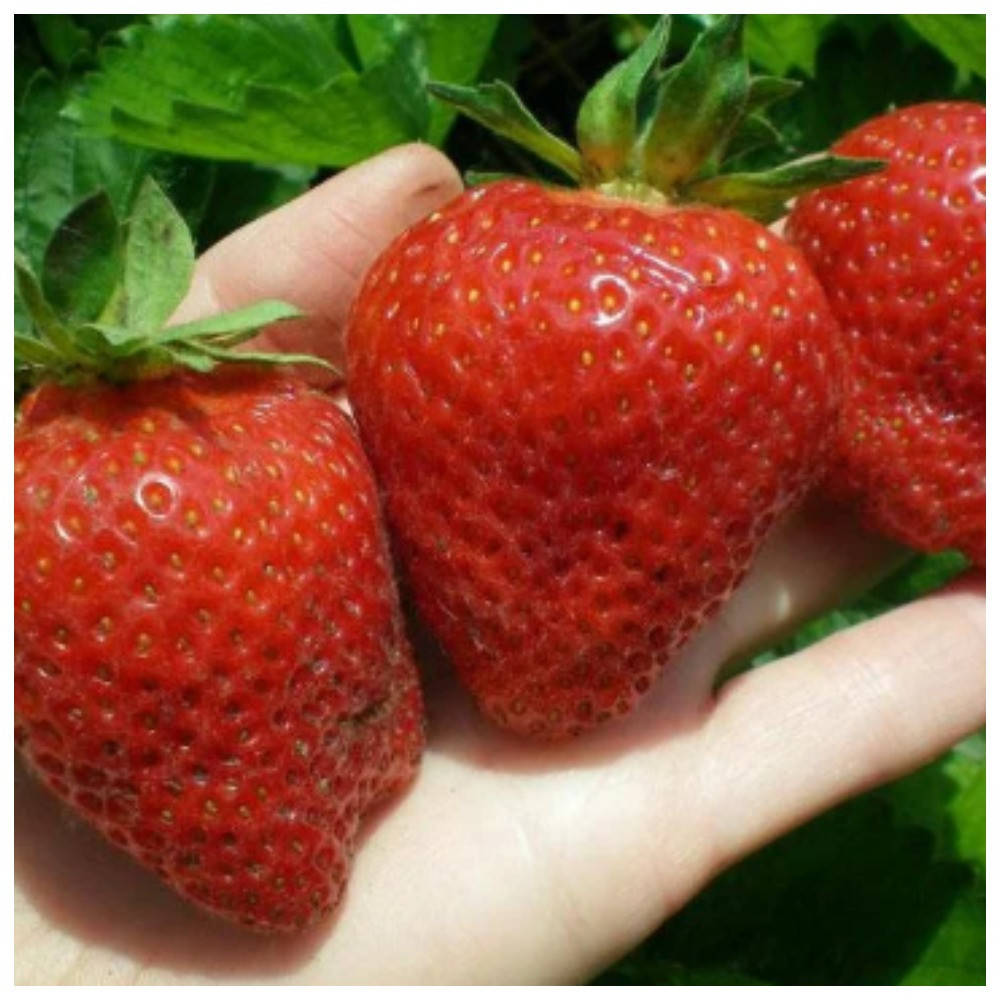 Клубника среднеранняя Джоли
Клубника среднеранняя Джоли