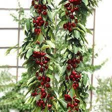 Вишня колоновидная Восторг
Вишня колоновидная Восторг