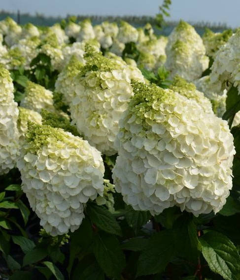 Гортензия метельчатая Мэджикал Монт бланк\ Hydrangea Magical Mont Blanc ( саженцы 2 года) Новинка
Гортензия метельчатая Мэджикал Монт бланк\ Hydrangea Magical Mont Blanc ( саженцы 2 года) Новинка