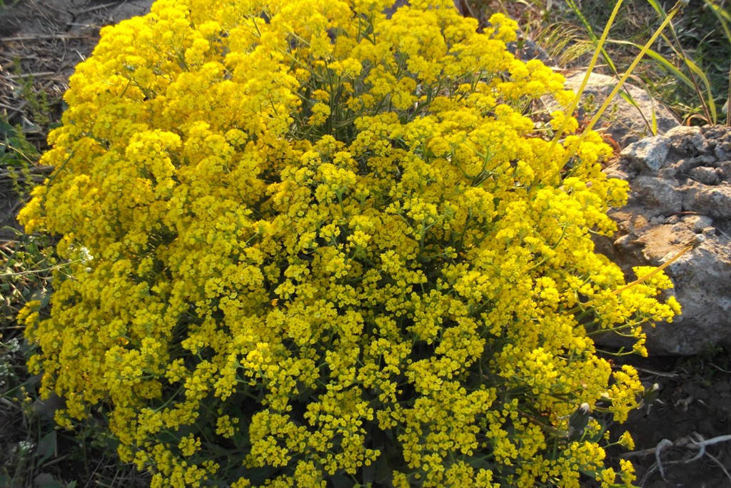 Алиссум серебристый, Желтый
Алиссум серебристый, Желтый