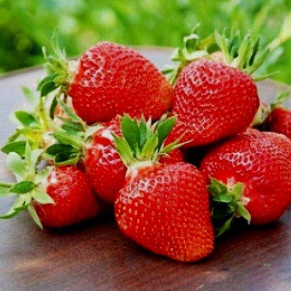 Клубника Флоренс (саженцы) 
Клубника Флоренс (саженцы)