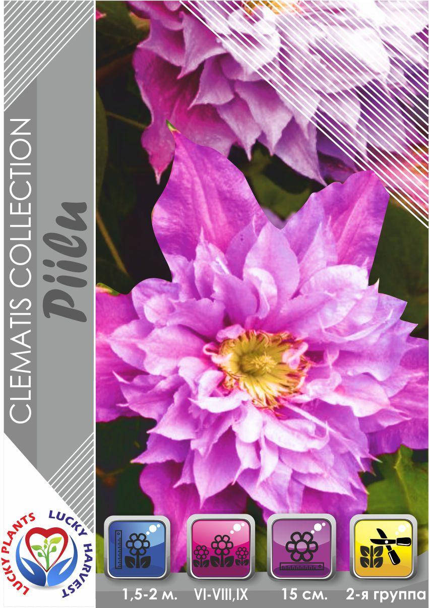 Саженцы Клематиса 'Piilu' (Пиилу) ТМ LUCKY HARVEST Возраст 1+ (2-я группа подрезки)
Саженцы Клематиса 'Piilu' (Пиилу) ТМ LUCKY HARVEST Возраст 1+ (2-я группа подрезки)