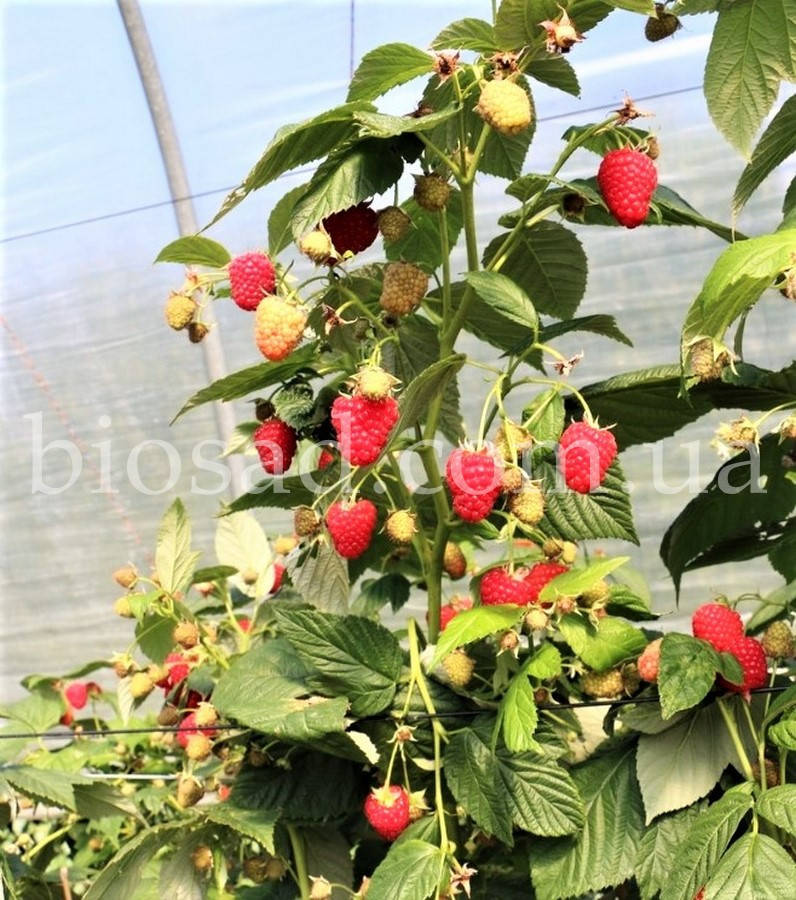 Малиновое дерево Геракл 
Малиновое дерево Геракл