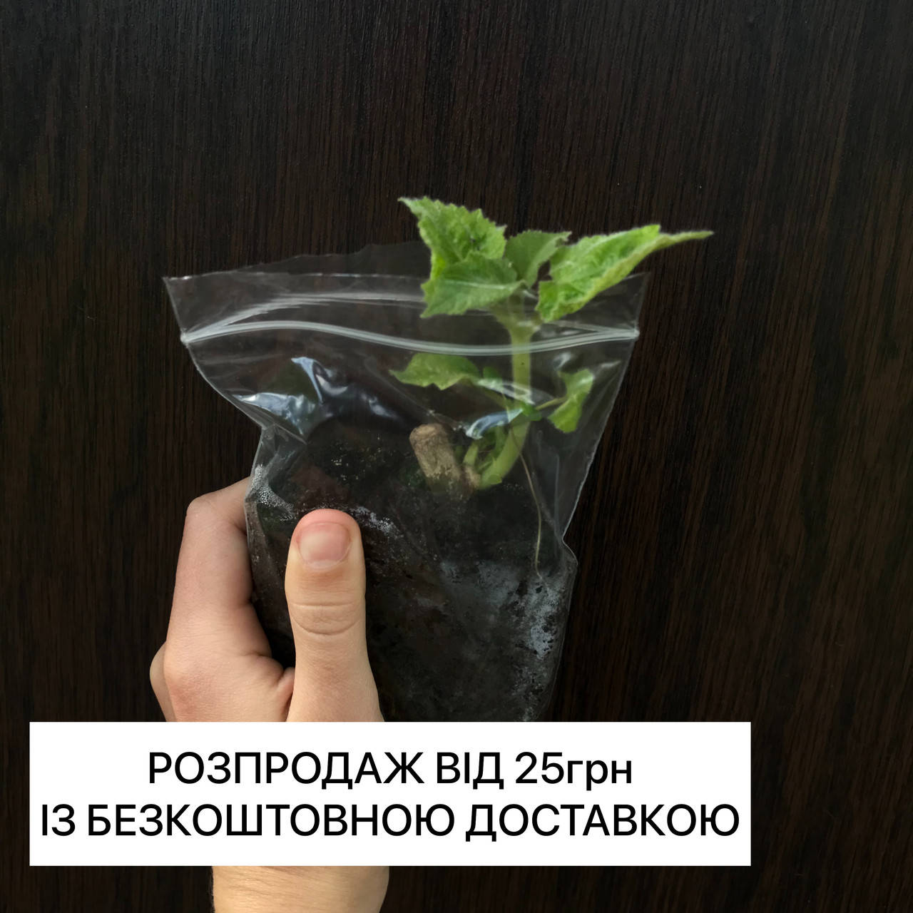 Саженцы Павловнии декоративного сорта, размер от 5см до 10см У нас бесплатная доставка и лучшие цены
Саженцы Павловнии декоративного сорта, размер от 5см до 10см У нас бесплатная доставка и лучшие цены