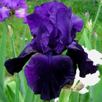 Ирис Tuxedo (корневища)
Ирис Tuxedo (корневища)