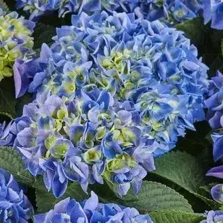 Гортензия "САКСОН РАТХЕН" крупнолистная / Hydrangea macrophylla `Saxon Rathen` / Саженцы
Гортензия "САКСОН РАТХЕН" крупнолистная / Hydrangea macrophylla `Saxon Rathen` / Саженцы