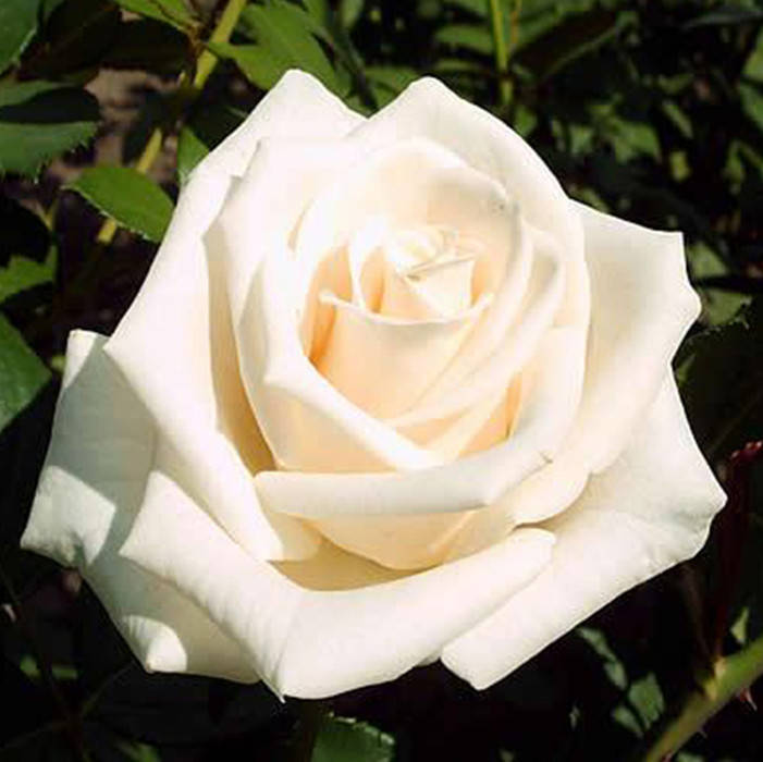 Венделла (Vendella)
Венделла (Vendella)