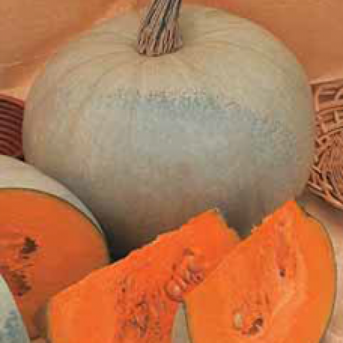 Тыква “Волжская серая”
Тыква “Волжская серая”