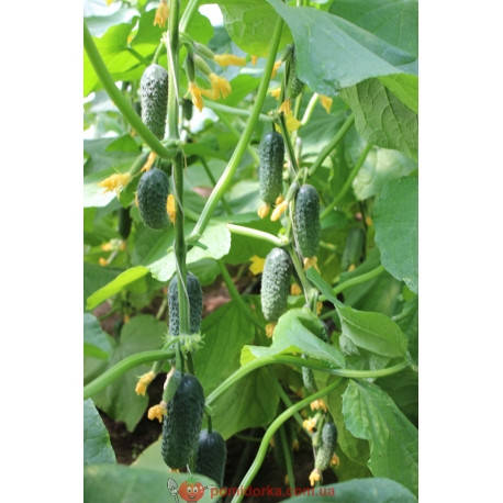Огурец ЧАЙКОВСКИЙ (Chaikovskiy (12-78) RZ) F1 Rijk Zwaan 1 шт
Огурец ЧАЙКОВСКИЙ (Chaikovskiy (12-78) RZ) F1 Rijk Zwaan 1 шт
