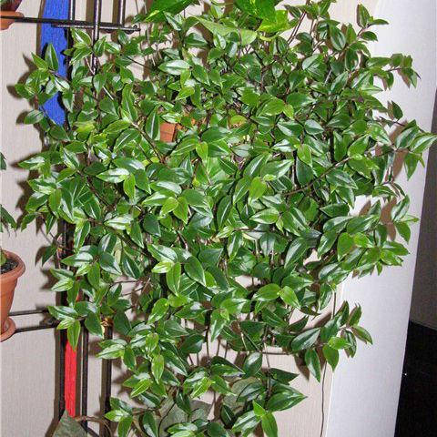 Черенок Традесканция миртолистная
Черенок Традесканция миртолистная