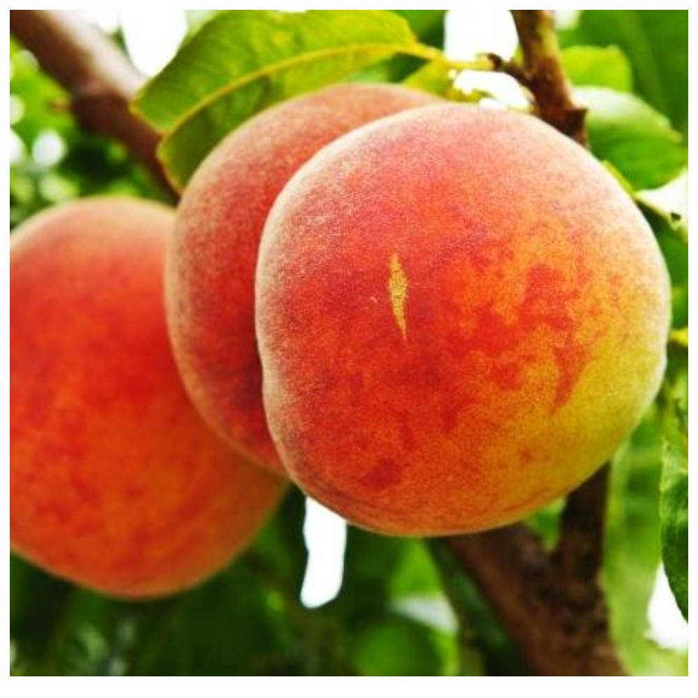 Колоновидный персик Штайнберг (средний срок созревания)
Колоновидный персик Штайнберг (средний срок созревания)