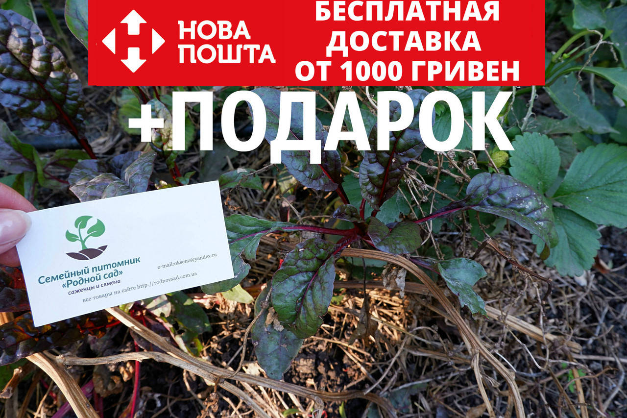 Мангольд семена 50шт (листовая свекла, римская капуста, свекольник) насіння листковий буряк
Мангольд семена 50шт (листовая свекла, римская капуста, свекольник) насіння листковий буряк