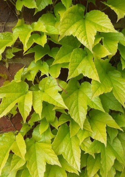 Виноград триостренный Фенвей Парк С1, 50см, привитой / Parthenocissus tricuspidata Fenway Park
Виноград триостренный Фенвей Парк С1, 50см, привитой / Parthenocissus tricuspidata Fenway Park