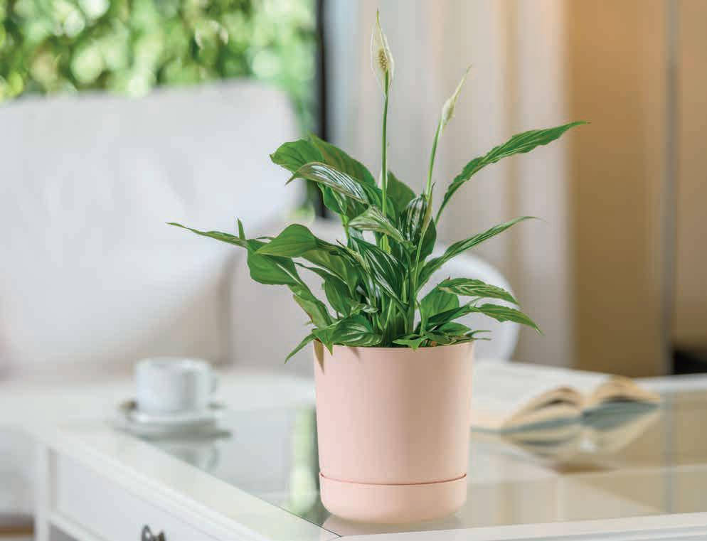 Горшок для цветов Form-Plastic SATINA круглый с подставкой 2,3 л 15 х 16 см, Цвет Антрацит
Горшок для цветов Form-Plastic SATINA круглый с подставкой 2,3 л 15 х 16 см, Цвет Антрацит