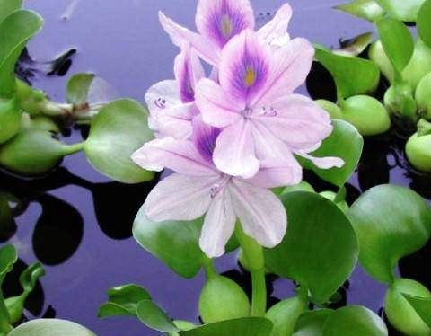 Эйхорния - водяной гиацинт
Эйхорния - водяной гиацинт