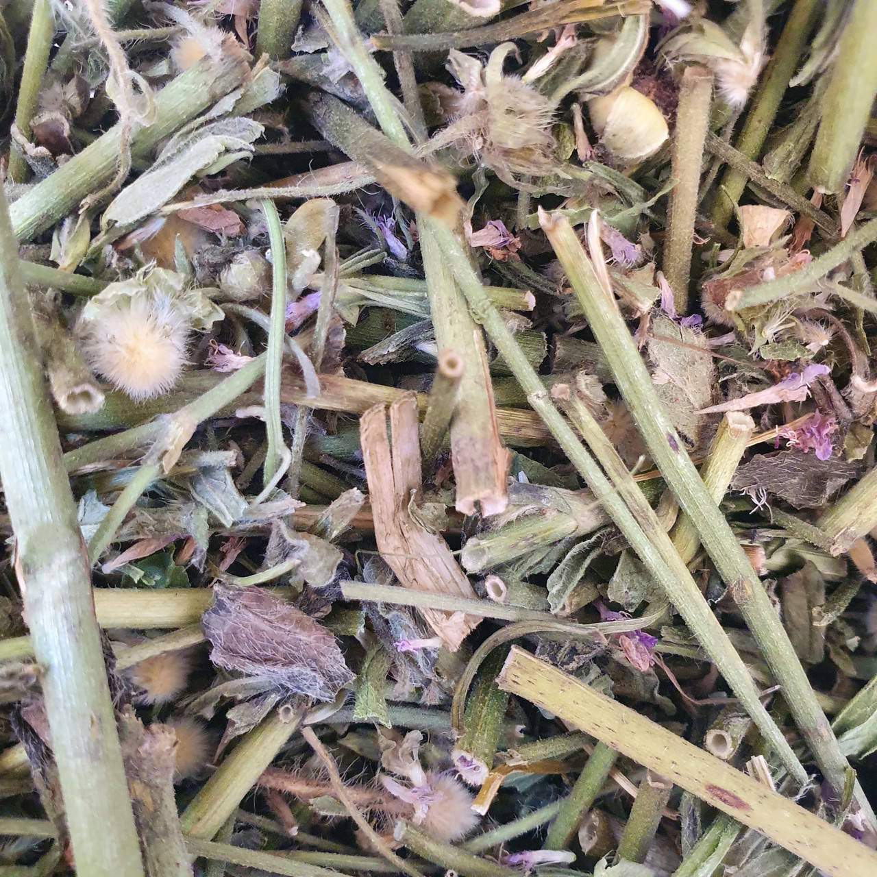 Короставник полевой 50 гр. (Свежий урожай) лат. Knautia arvensis, Серый
Короставник полевой 50 гр. (Свежий урожай) лат. Knautia arvensis, Серый