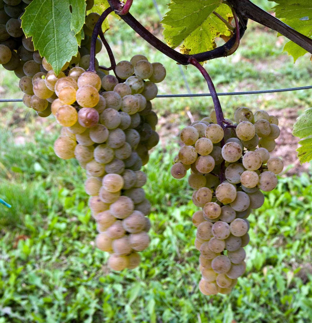 Саженцы винограда Сент Пепин 2 сорт
Саженцы винограда Сент Пепин 2 сорт