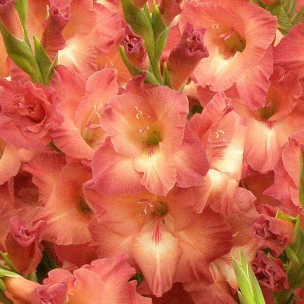 Гладиолус Indian Summer
Гладиолус Indian Summer