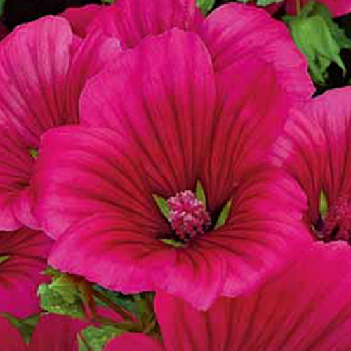 Малопа
Малопа