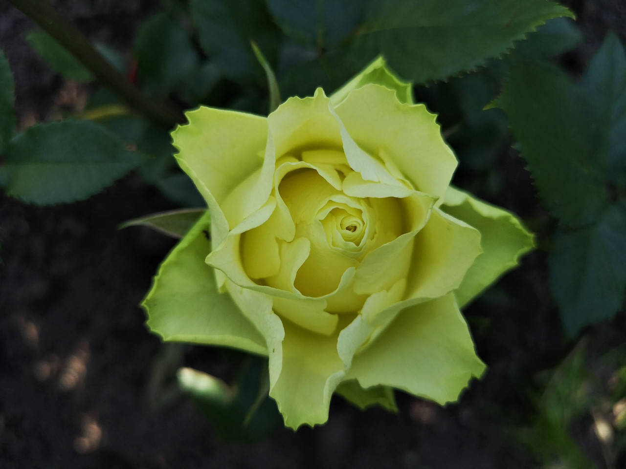 Саженцы роз Лимбо 
Саженцы роз Лимбо