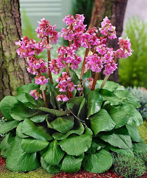 Бадан (полюбляє затінок) Багаторічні трав'янисті рослини. продаж на весну